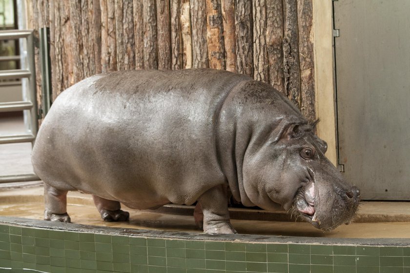 Hipolit był maskotką zoo