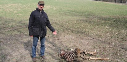 Znalazł u siebie rozszarpane jelenie. Pognał do urzędu gminy, a tam... zdębiał