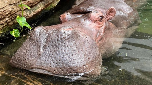 Pelagia skończyła 40 lat