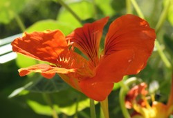 Traktowana jest głównie jako ozdoba ogrodu. To najlepsze zioło na odchudzanie