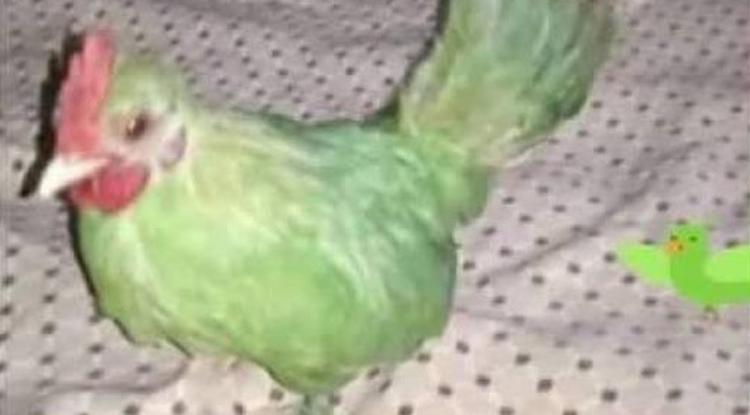 Zöldre festett tyúk, mint papagáj