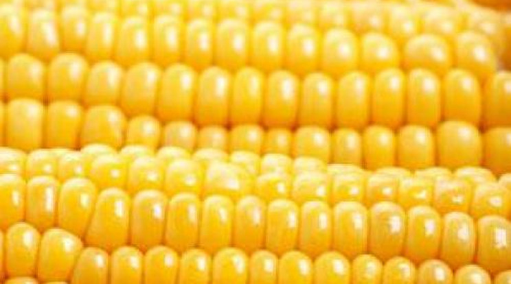 Génmódosított kukoricát találtak egy kecskeméti szállítmányban!