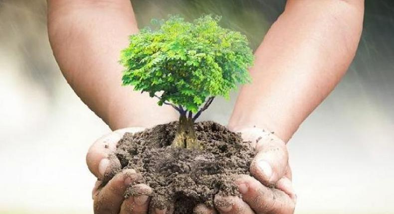 Henceforth, no student will graduate unless they plant at least 10 trees – New Philippines law orders