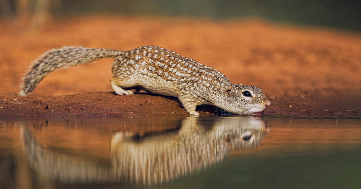 Ta wiewiórka jest odporna na jad grzechotnika. Wytwarza specjalną substancję