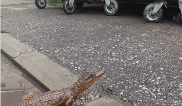 Krokodil u Nišu