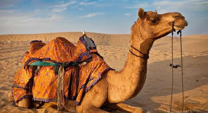 A young boy has become the husband of a camel after he was caught having sex with it