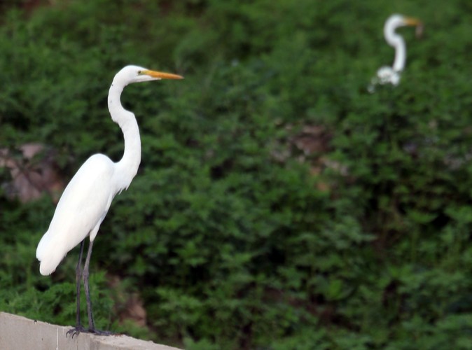 Wenezuela - Los Llanos