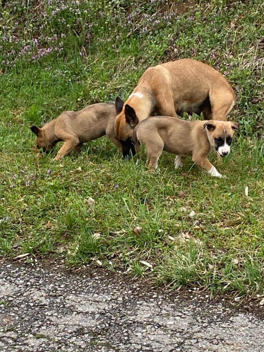Napuštena ženka belgijskog malinoa je sa štencima živela na seoskom groblju u Tabanoviću
