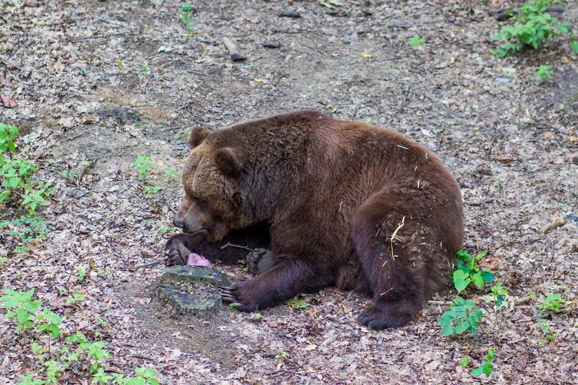 Upał w zoo