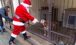 Mikołaj odwiedził bezdomne zwierzęta