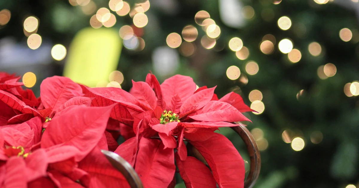 Trzy rośliny, które ozdobią dom na święta