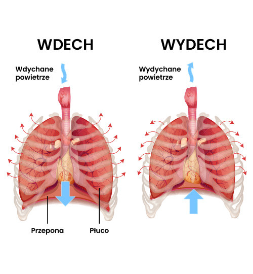 Proces oddychania — wdech i wydech