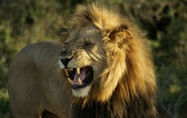 wielki-quiz-ortograficzny-o-zwierzetach-rzadzisz-jak-lew-to-zdobedziesz-5050