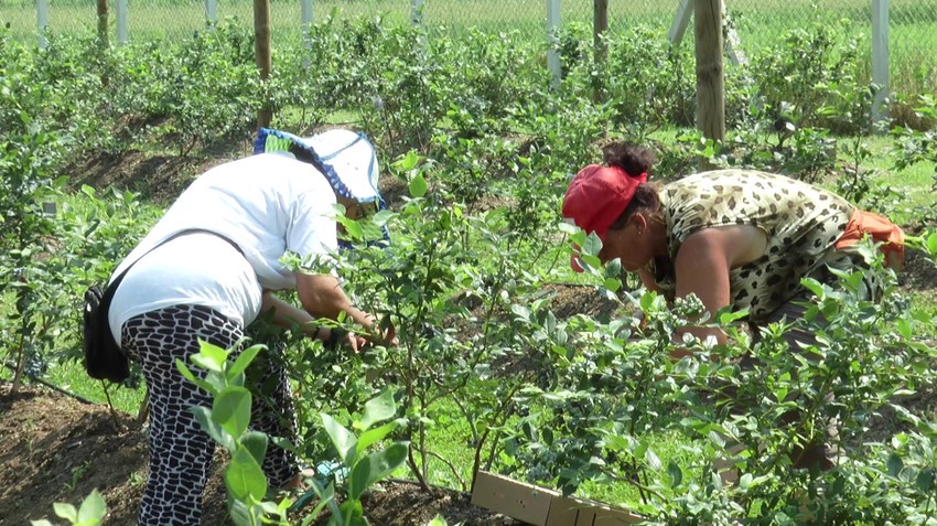 Srpski poljoprivrednici neumorno rade i po vrućini