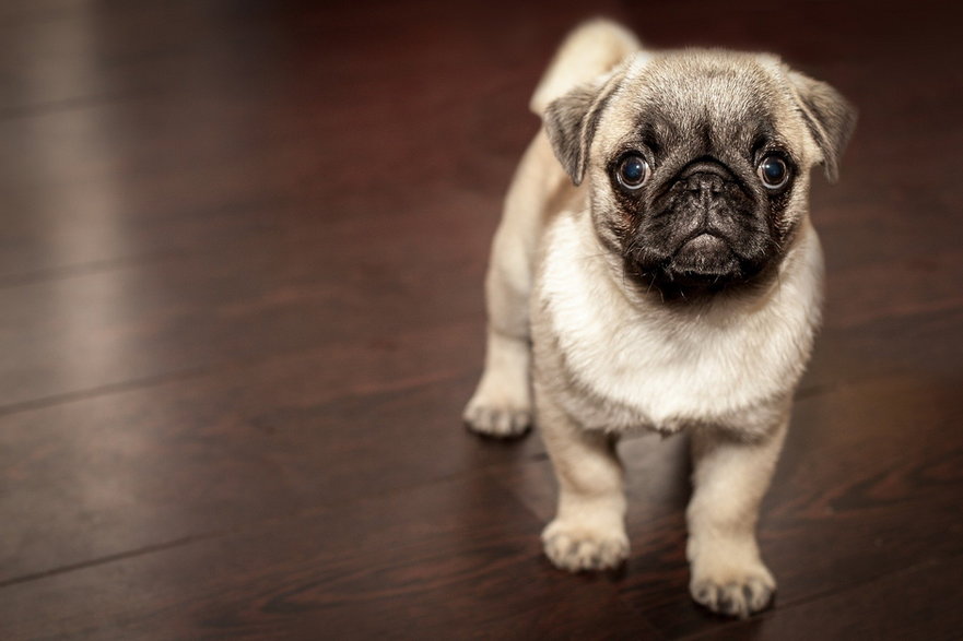 Najlepsze imiona dla psa - fot. Free-Photos/pixabay.com