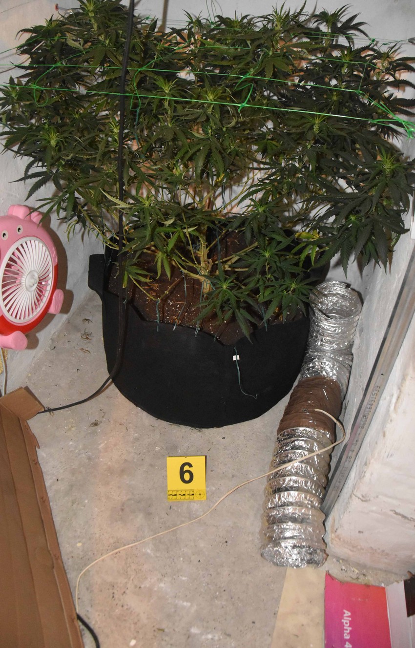 Uhapšeni u kući uzgaja drogu