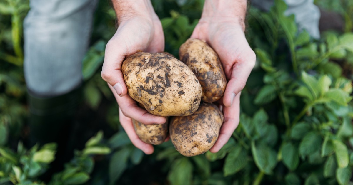 Styl życia Polaków drastycznie się zmieni. "Schabowy z ziemniakami będzie rarytasem dla bogatych"