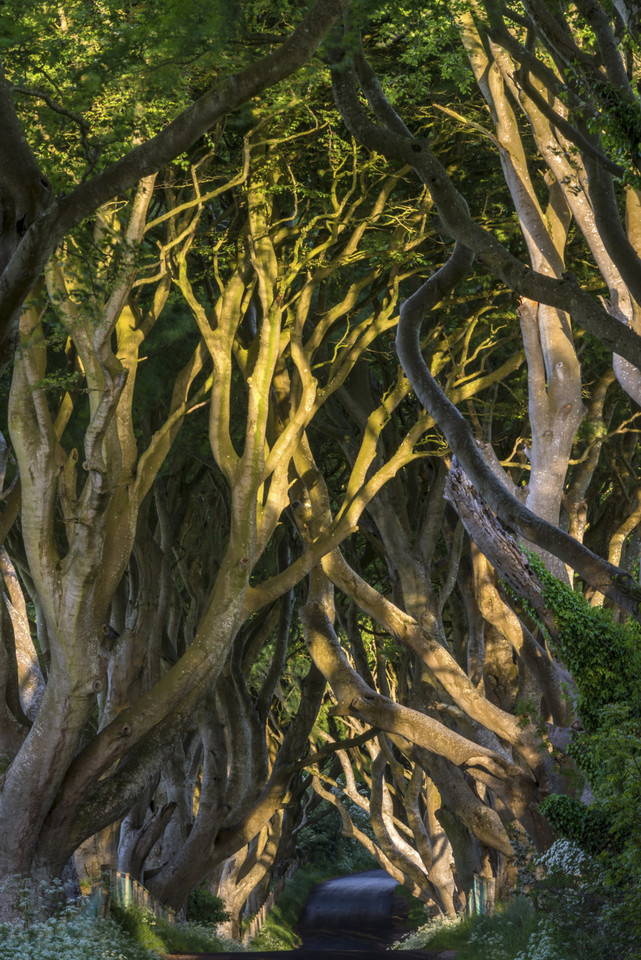 The Dark Hedges - niezwykła aleja w Irlandii Północnej