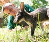 KRAKÓW MAŁY KANGUR PRACOWNIK ZOO