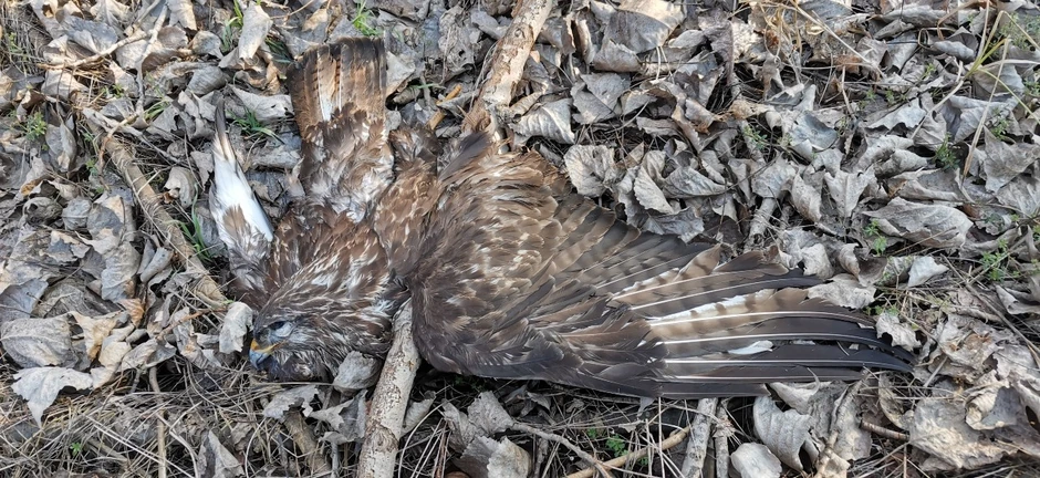 Načinjena je ogromna ekološka šteta biodiverzitetu Srbije