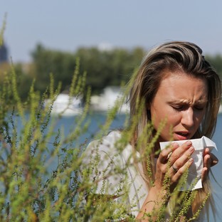Rossz hír az allergiásoknak: virágozni kezdett a parlagfű - ezek a parlagfű allergia első tünetei