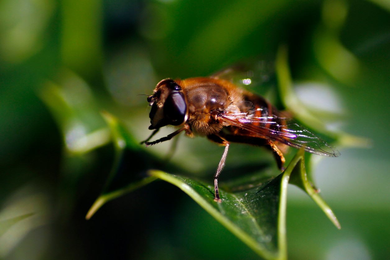 Ľudské dutiny neposkytujú dobré podmienky pre usídlenie parazita. (ilustračné foto)