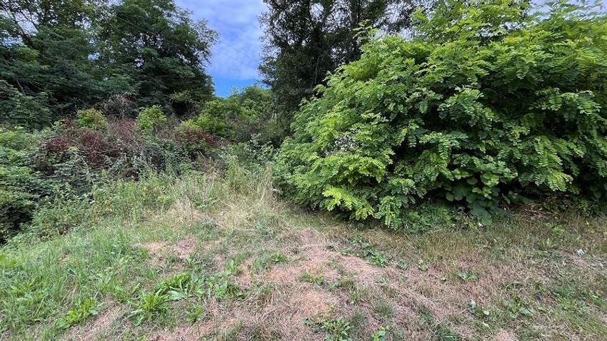 Neko je posekao stoletna stabla i uništio pravi mali raj u naselju Loznica u Čačku