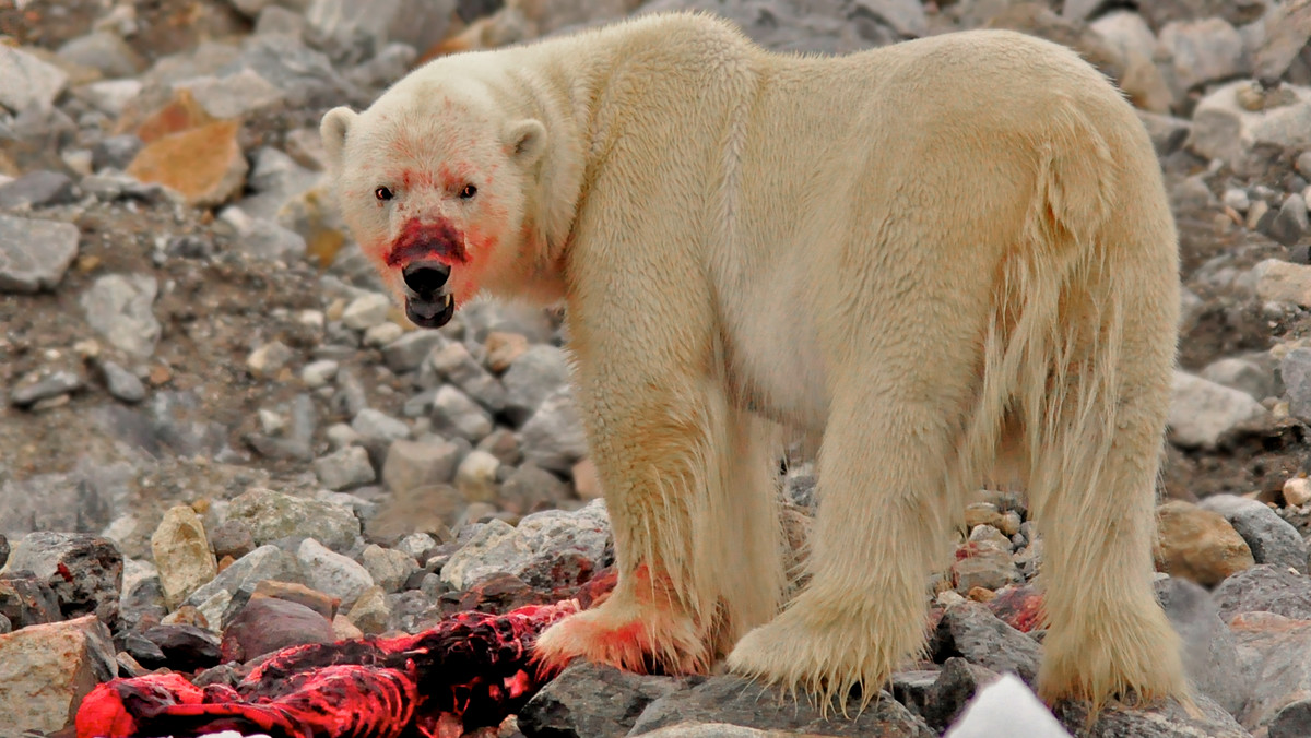 Svalbard. Niedźwiedź polarny zabił mężczyznę na Spitsbergenie