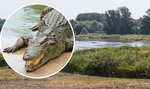 Krokodyl Mireczek uciekł właścicielowi. Miej się na baczności w okolicach Odry!