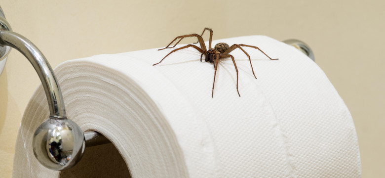Jak pozbyć się pająków z domu? Te zapachy je odstraszą