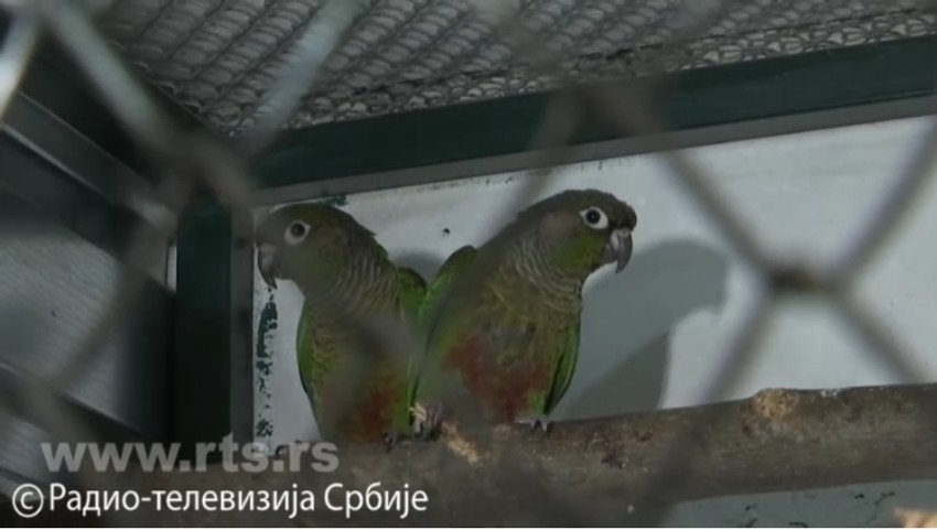 Stefan Švabić, papagaji