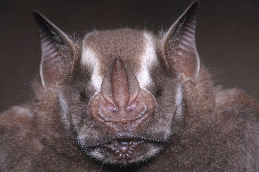 Jamaican fruit bat (Artibeus jamaicensis)