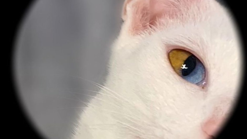 Kot z heterochromią sektorową tęczówki