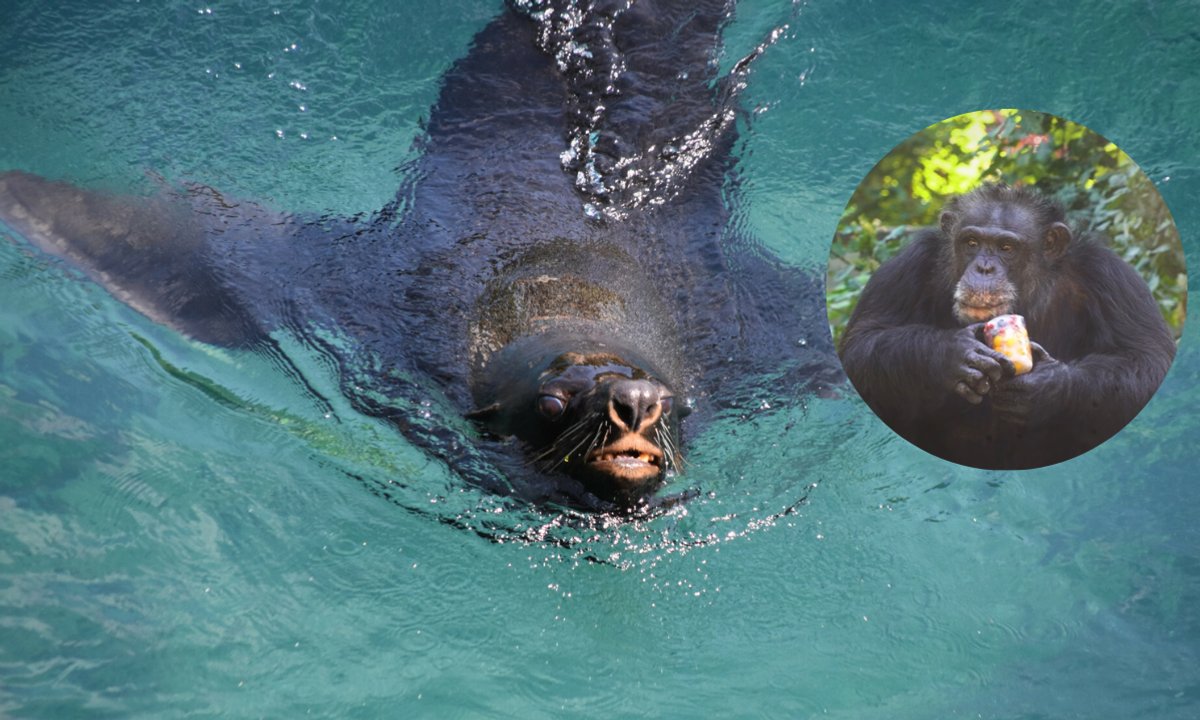 Jak zwierzęta w ZOO radzą sobie z upałami? Też jedzą lody i biorą prysznic