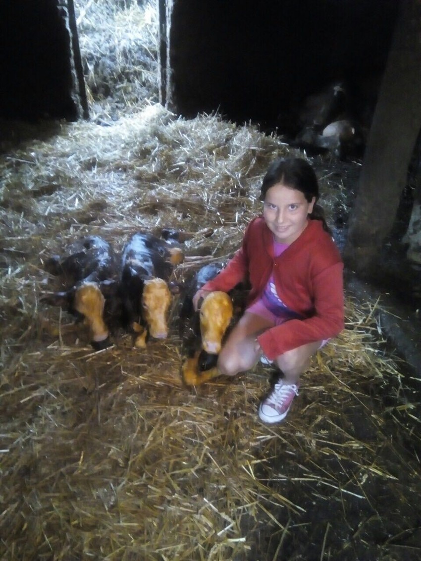 Kakvi jutro u porodici Ilić: Krava Cvetulja stara 12 godina otelila tri teleta