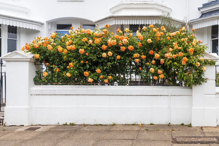 Orange,Climbing,Roses,Adorn,A,Garden,Wall,In,Front,Of