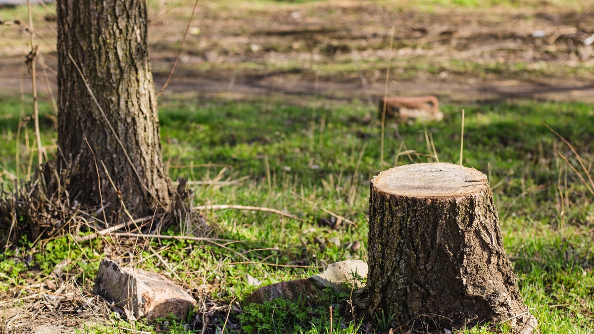 wycinka drzew, zezwolenie, kara, prawo, opłata