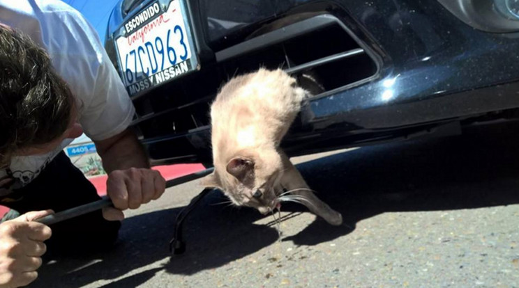Gnocchi, a cica valószínűleg élete legrosszabb napján van túl /Fotó: Facebook