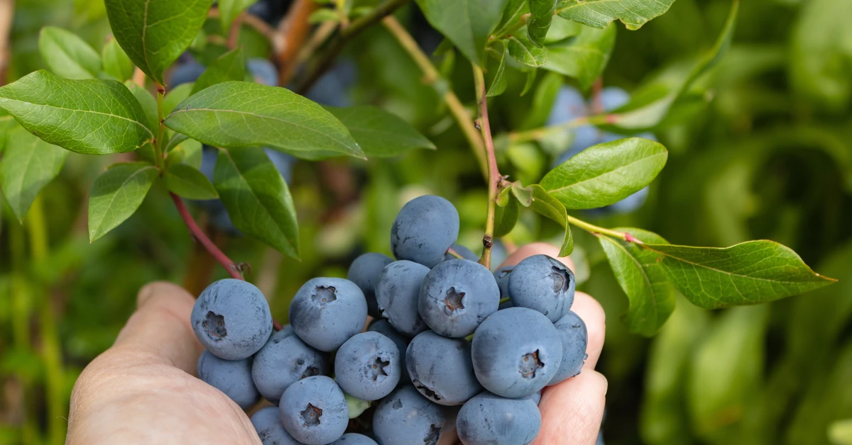Podsyp borówki we wrześniu tą mieszanką, a obfity plon będzie miłą niespodzianką! Sprawdź, jak uprawiać borówkę amerykańską