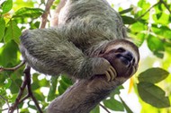 smiling sloth hanging in a tree