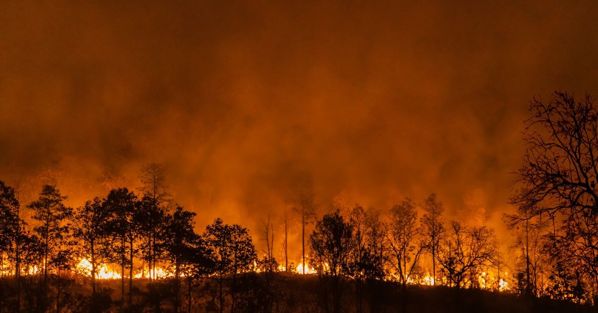 Pożary lasów w państwach Unii Europejskiej. Rok 2025 pobił rekordy