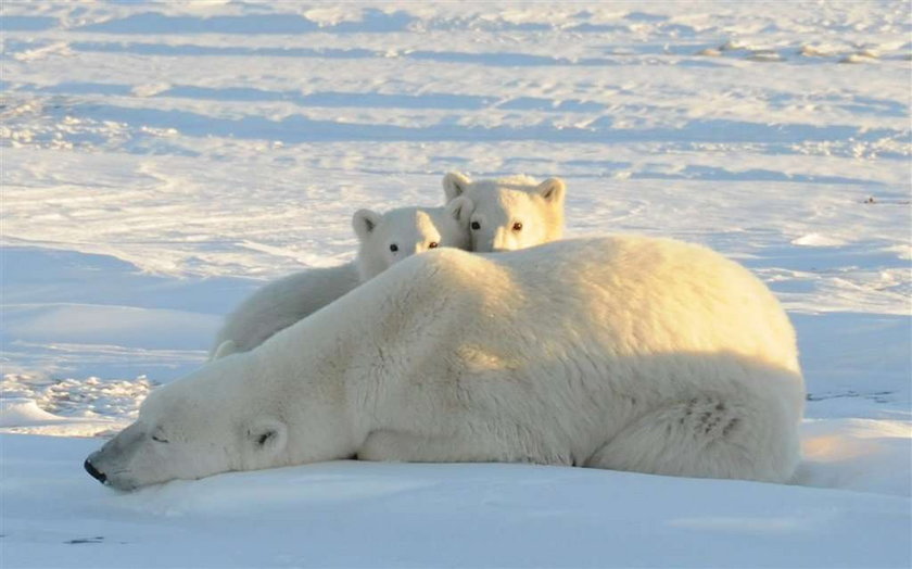 Ursus maritimus, niedźwiedź polarny, miś polarny