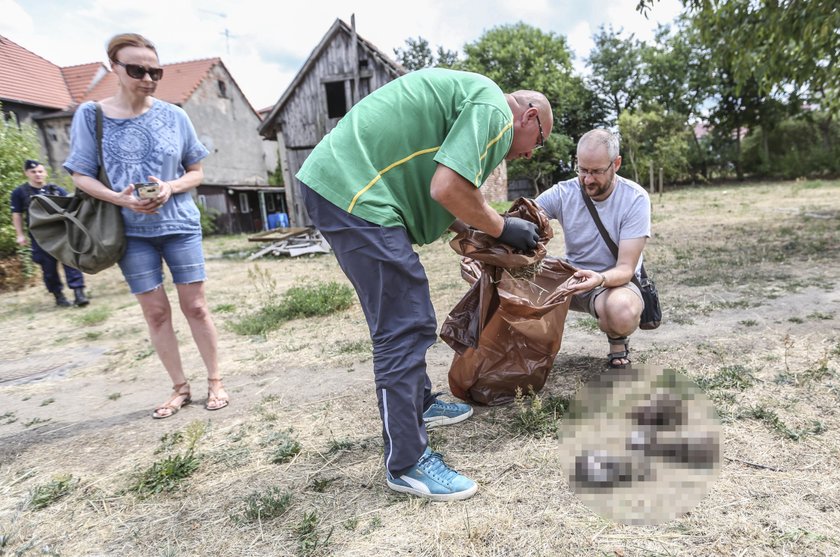 Zwyrodnialec zamordował dziewięć jeży