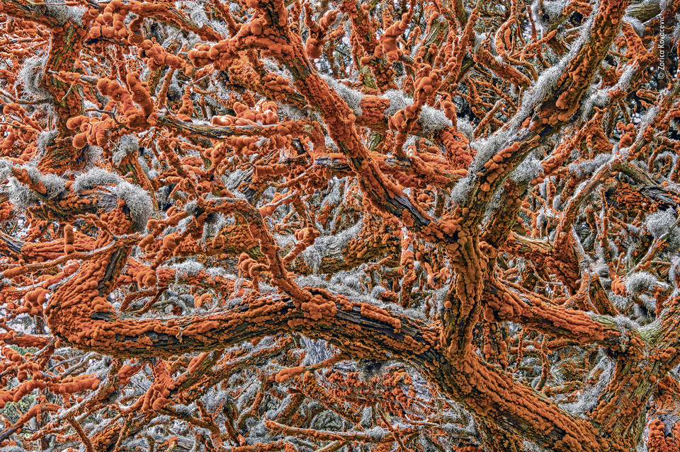 Zwycięskie zdjęcie Wildlife Photographer of the Year 2019 - kategoria "Rośliny i grzyby", autor Zorica Kovacevic