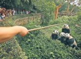 Panda staje się symbolem kryzysu i chińskiej dominacji