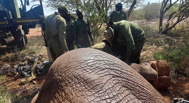 KWS officers capture a rogue elephant in Amboseli on January 16, 2023.
