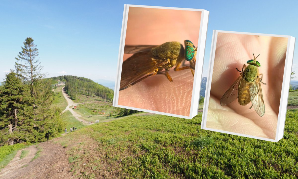 Leśnicy ostrzegają przed tą muchą. "Jak się wbije, to krew jak wampir pije"