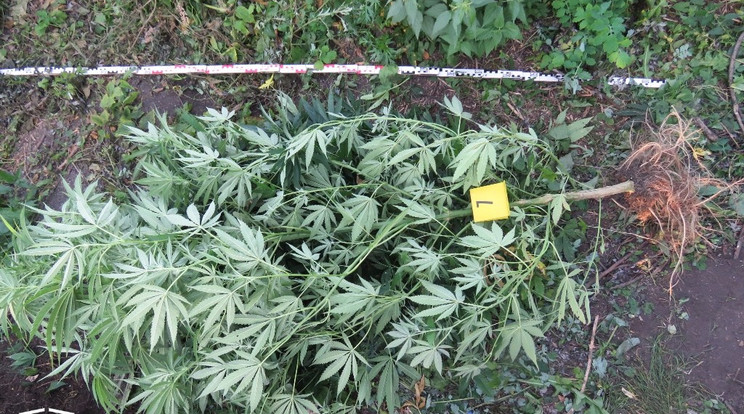 A férfi eladásra és saját fogyasztásra is termesztette a marihuánát /Fotó: Magyarország Ügyészsége/