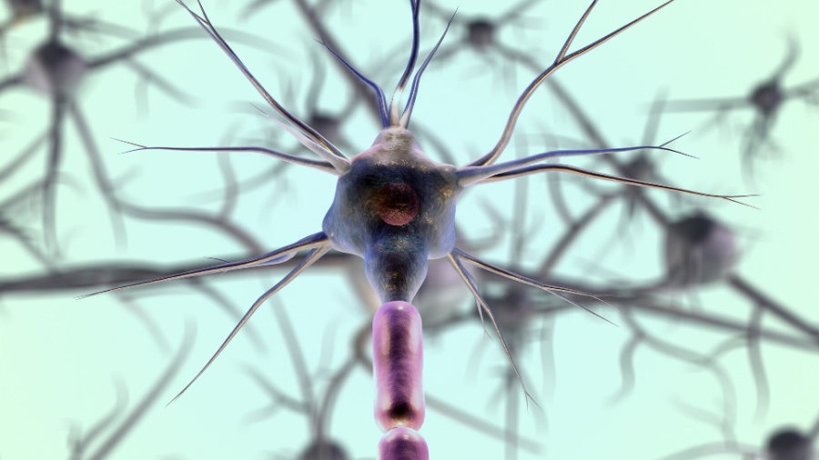 Czy dieta może mieć wpływ na regenerację naszych nerwów? Fot. Pixabay/CC0 Public Domain