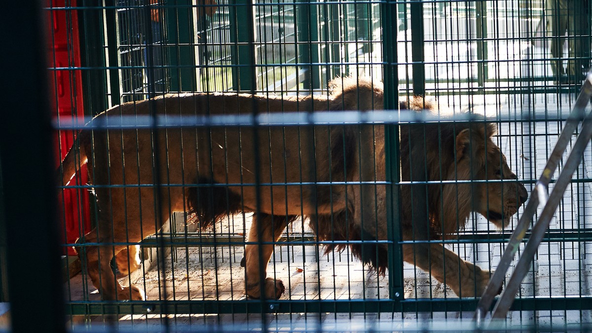 Do gdańskiego zoo przyjechały cztery lwy: trzy półtoraroczne samice oraz liczący trzy i pół roku samiec. Zwierzęta mają do dyspozycji duży wybieg z oczkiem wodnym i liczącą ok. 550 m kw. lwiarnię. W gdańskim zoo lwy można było oglądać po raz ostatni w 1993 r.